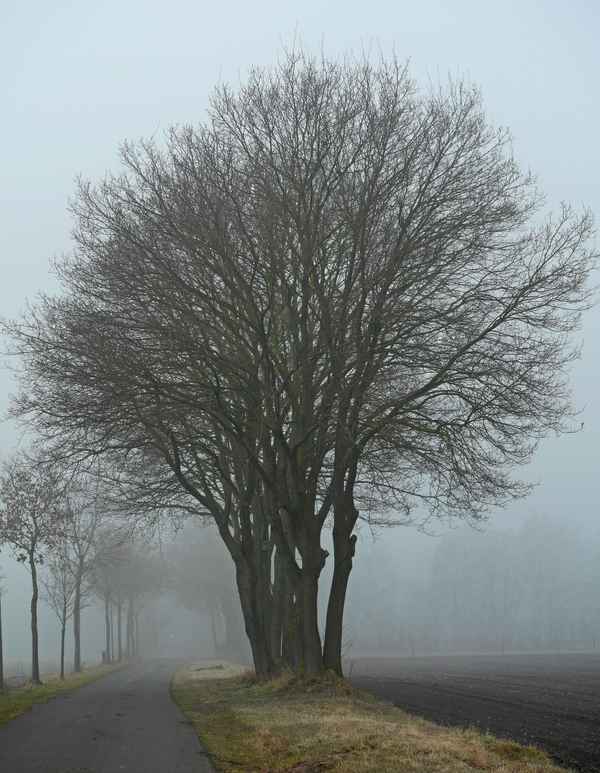 Zähe Hochnebeldecke