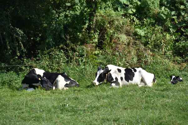 meine mami und ich haben besuch
