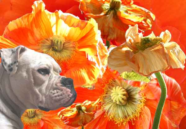 Blumenkind im Glück