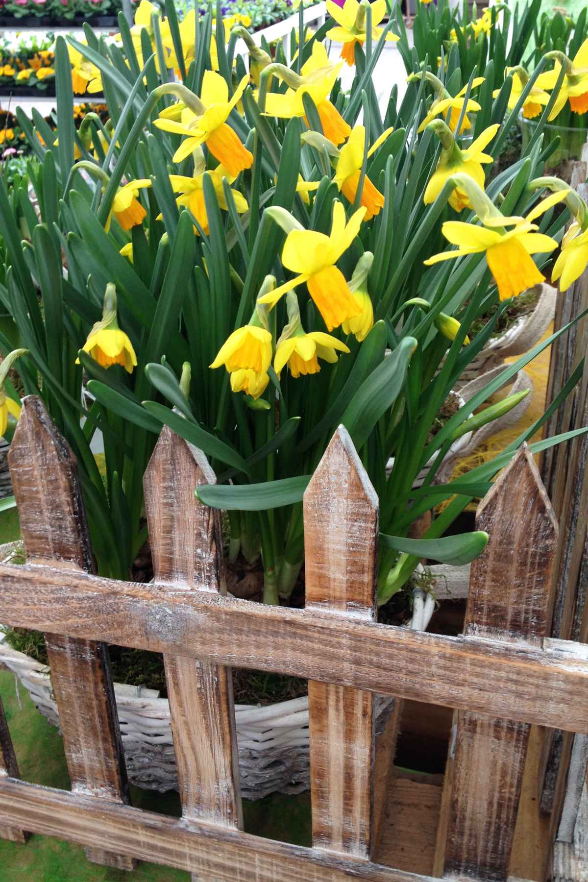 Narzissen am Gartenzaun