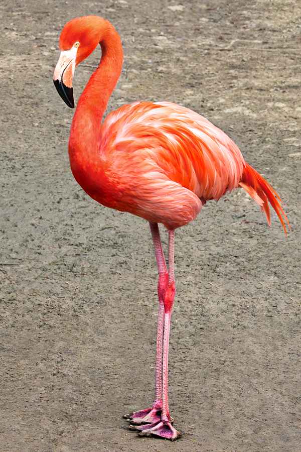 roter Flamingo