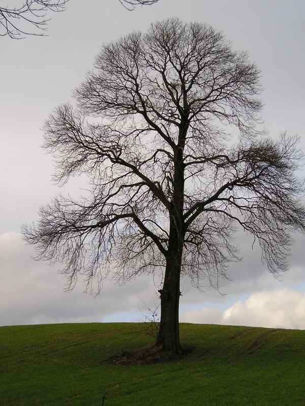 KASTANIENBAUM AUF ACKER*2