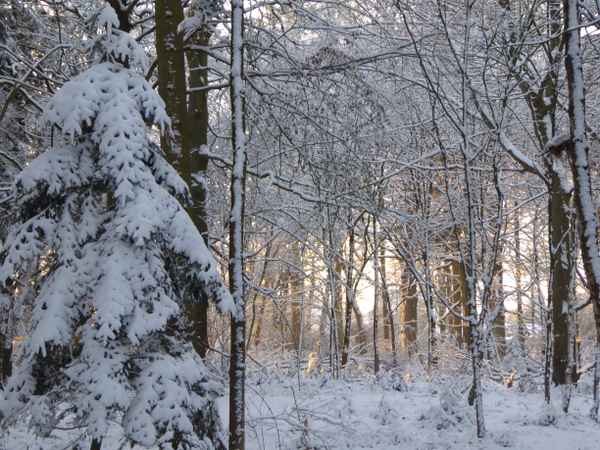 Winterwald