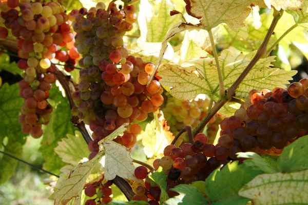 Weintrauben