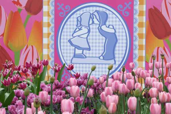 Tulpen aus Holland