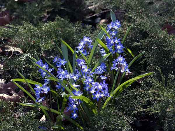 Zweiblättriger Blaustern