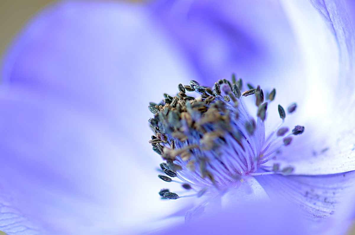 Lila Blüte