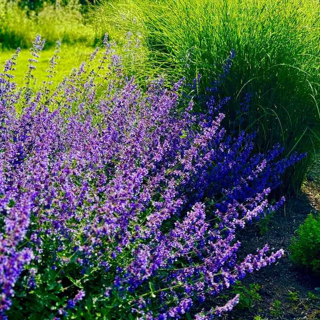 Bunter G&auml;rtnerstolz