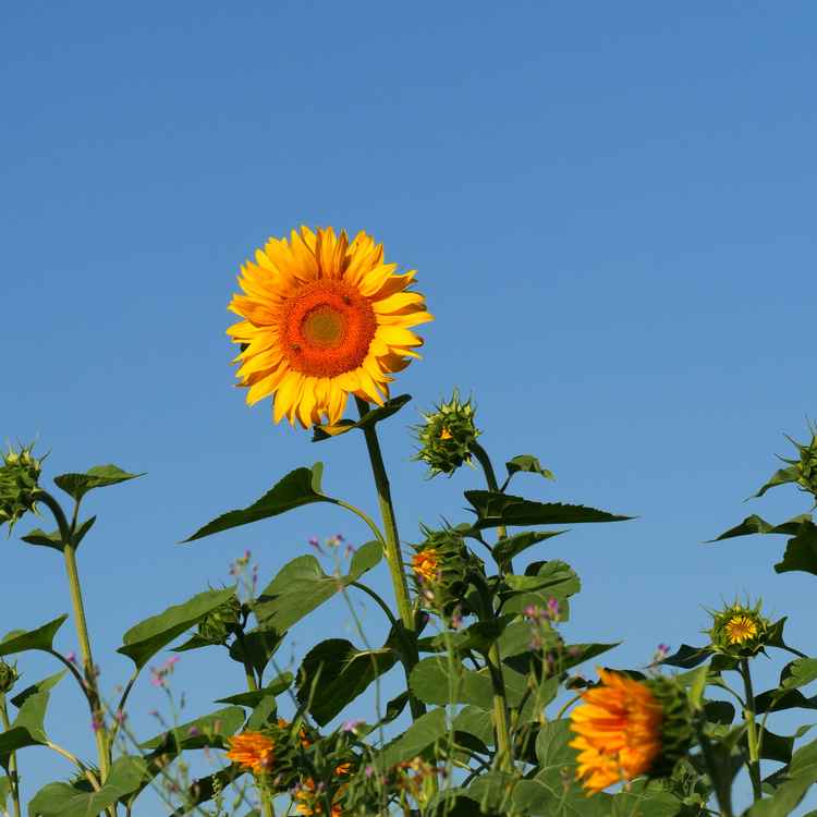 Sonnenblumen