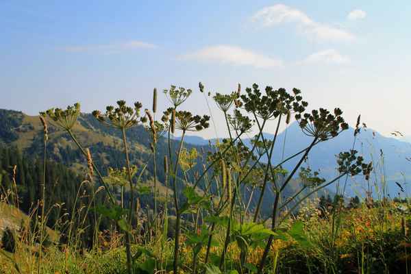 Langsam beginnt der Herbst...