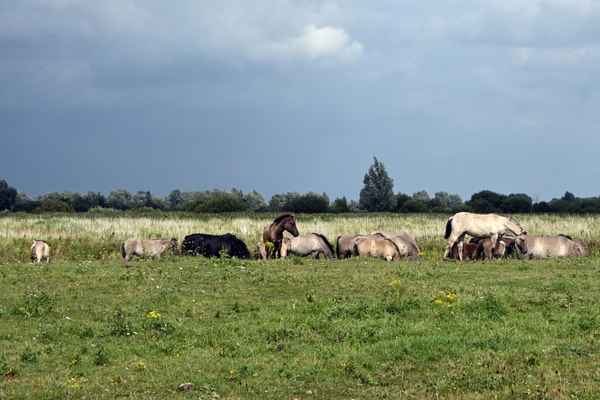 Wildpferde bei Lauwersmeer