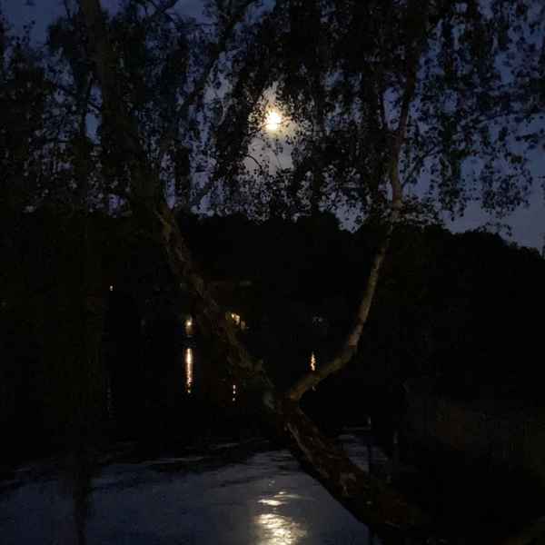 Mond zwischen Bäumen