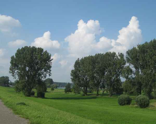 Rheinaue zwischen Strom und Damm