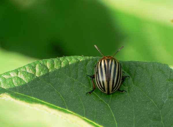 auf der "Gourmetmeile"