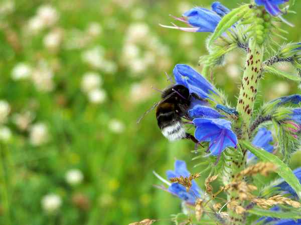 Hummel beim Naschen 3