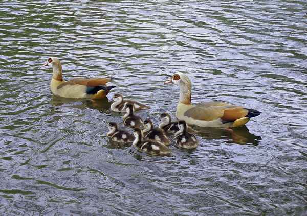 Nilgänse - Familie