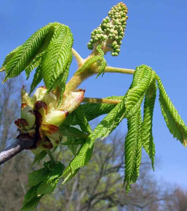 Rosskastanienbblüte