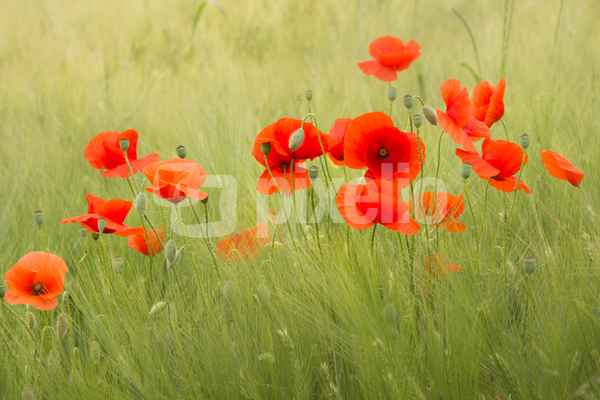 Tanz der Mohnblumen