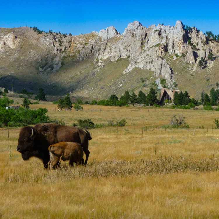 Bueffel im Yellowstone Nationalpark, USA