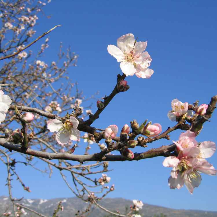 ein kleiner Frühlingsgruß aus Hellas