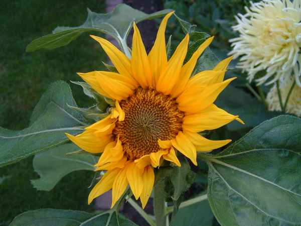 Sonnenblume
