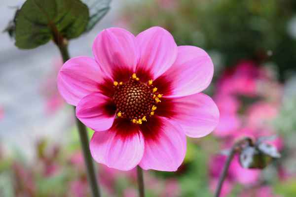 Stadt.Blume 01