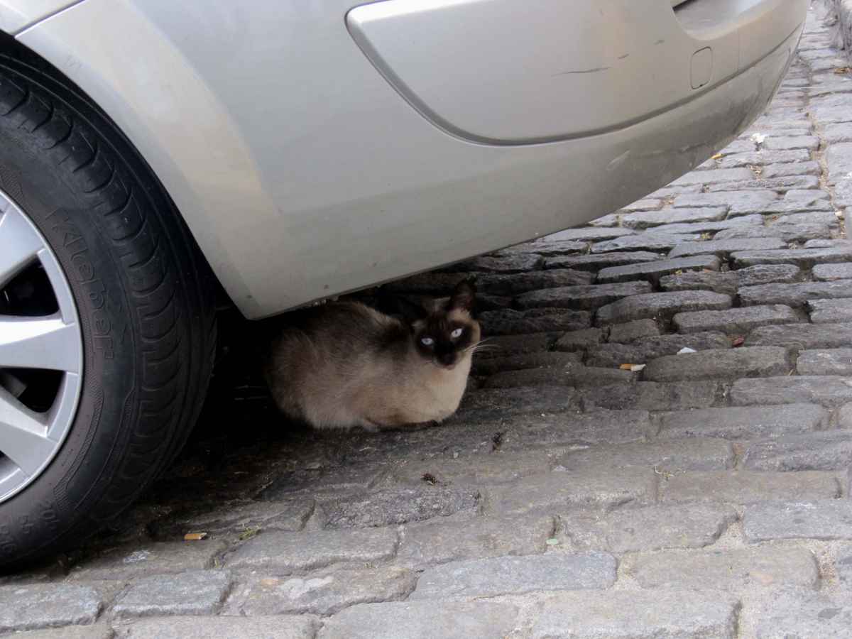Katze und Auto