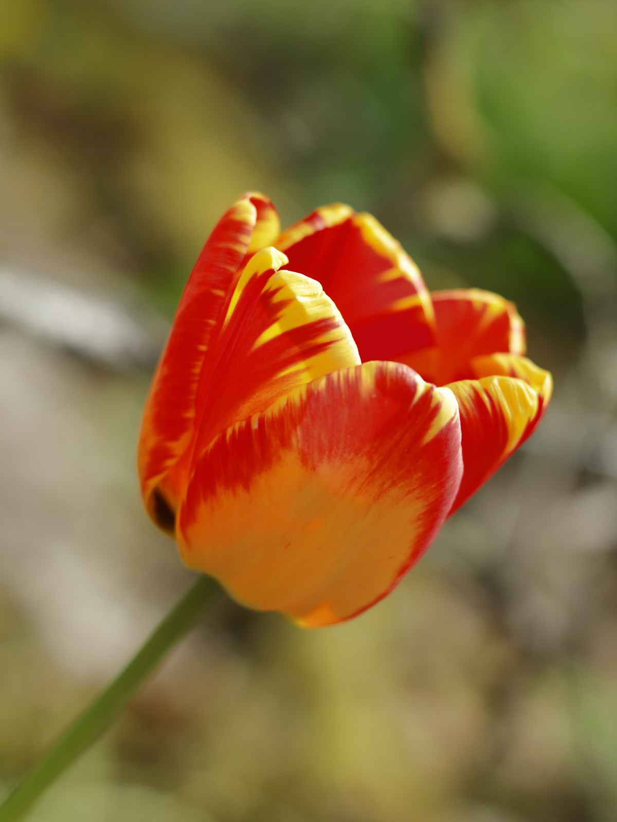 Zweifarbige Tulpe