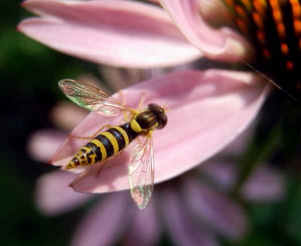Schillernde Schwebfliege