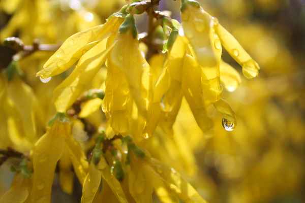 Forsythie mit Regentropfen