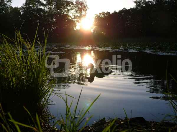 Ente im Sonnenuntergang