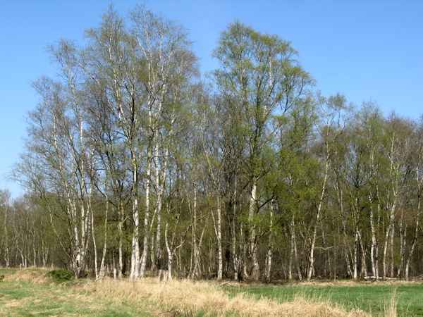 Birkenhain