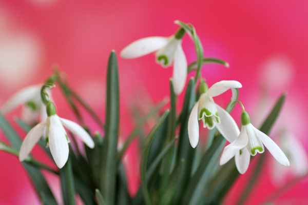 Die ersten Frühjahrsboten