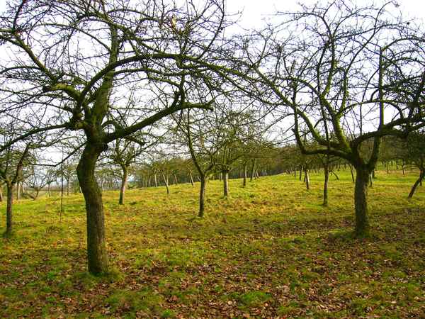 Obstplantage im Winter