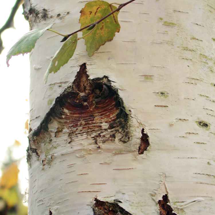 ein stückchen birke