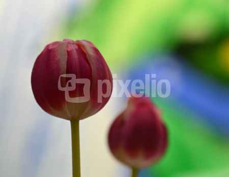Tulpen vor Buntglasfenster