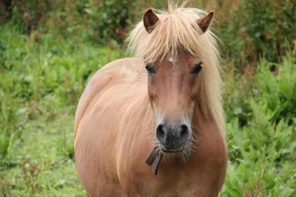 Ponystute Haflinger-Shetland-Mischung