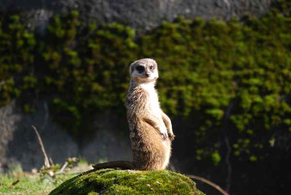Erdmännchen passt auf