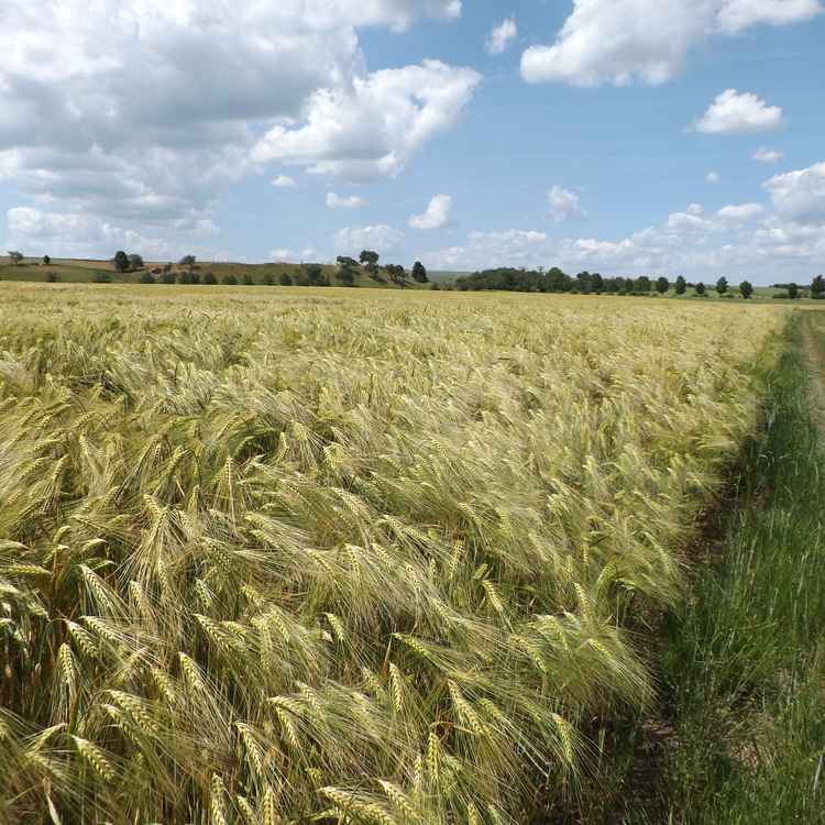 Halbreifes Gerstenfeld