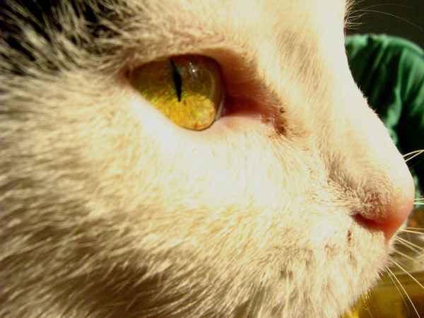 Katzenauge