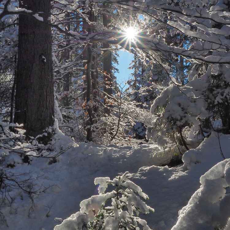 winterpracht