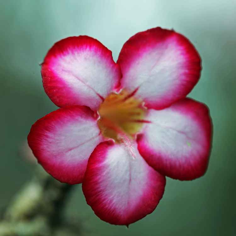 rot und purpur
