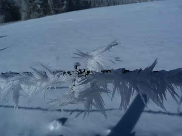 Eiskristalle am Stacheldraht