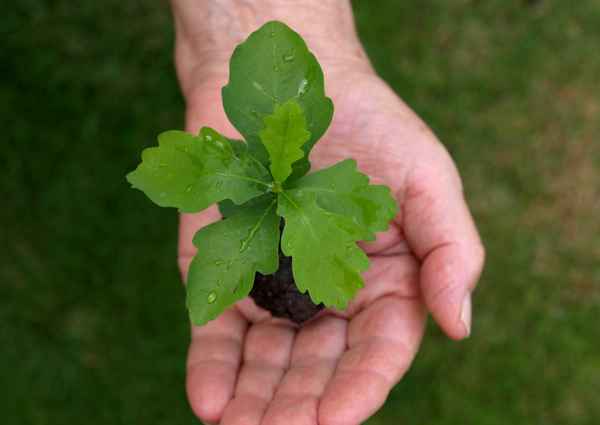 Junges Pflänzchen..._2