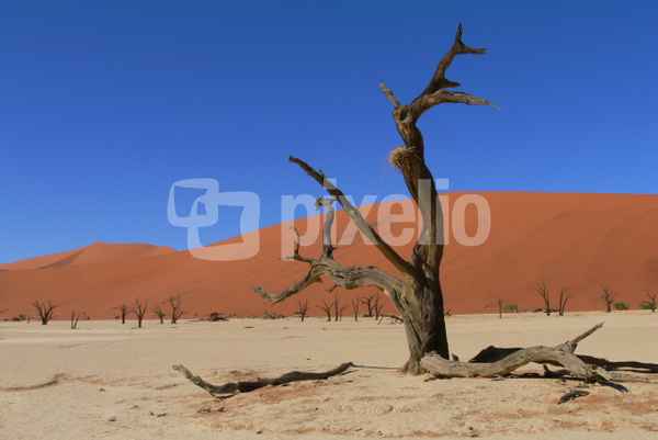 Desert
