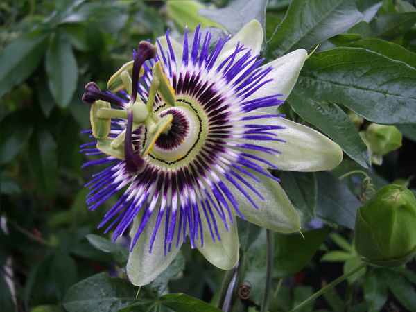 Passionsblume