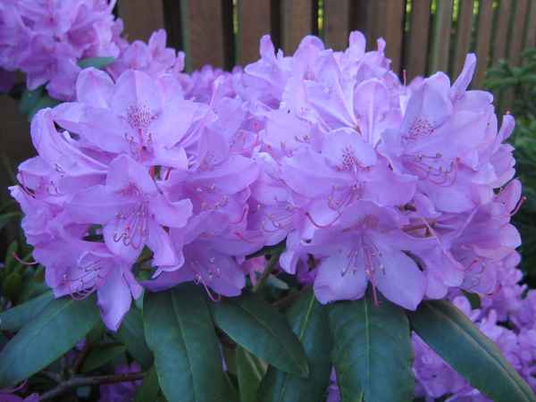 Rhododendron