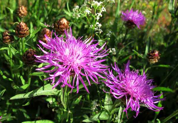 Flockenblumen
