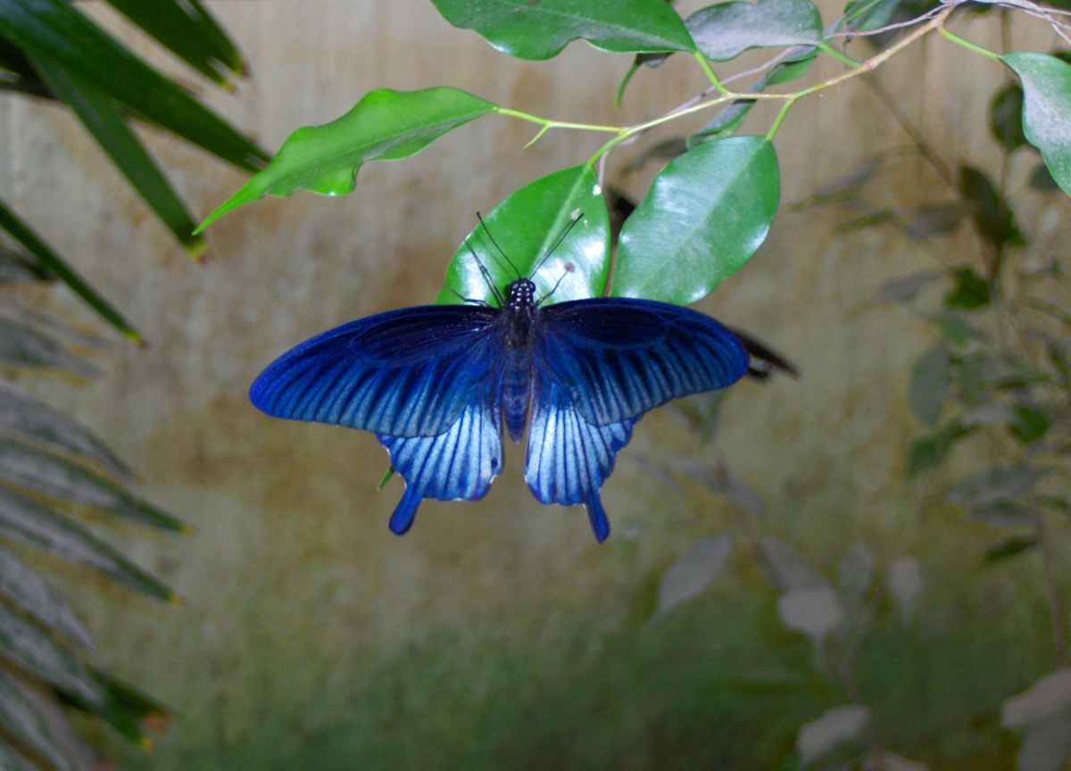 Schmetterling