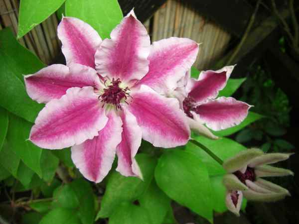 Clematis